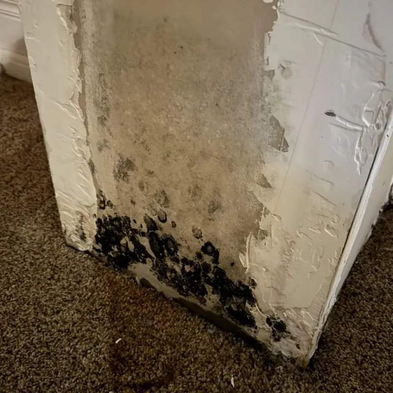 Professional Mold Removal in Cortez, CO